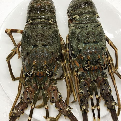 進口小青龍蝦生凍大龍蝦鮮活海鮮水產冷凍野生深海刺身級小青龍蝦